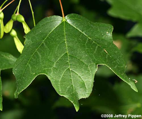 Chalk Maple(Acer leucoderme)