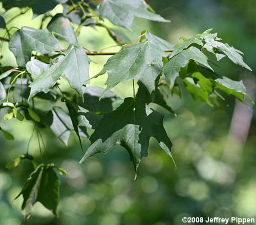 Chalk Maple(Acer leucoderme)