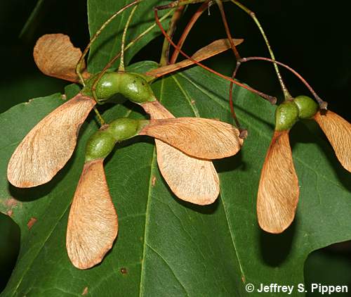 Chalk Maple(Acer leucoderme)