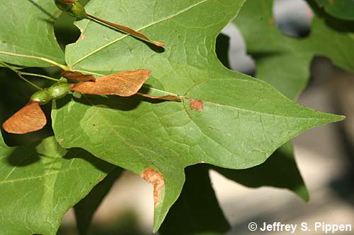 Chalk Maple(Acer leucoderme)