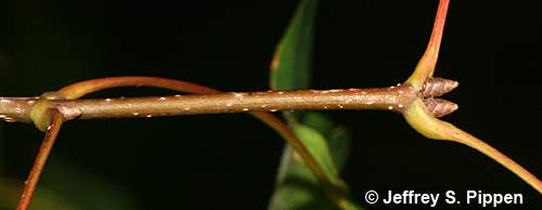 Chalk Maple(Acer leucoderme)
