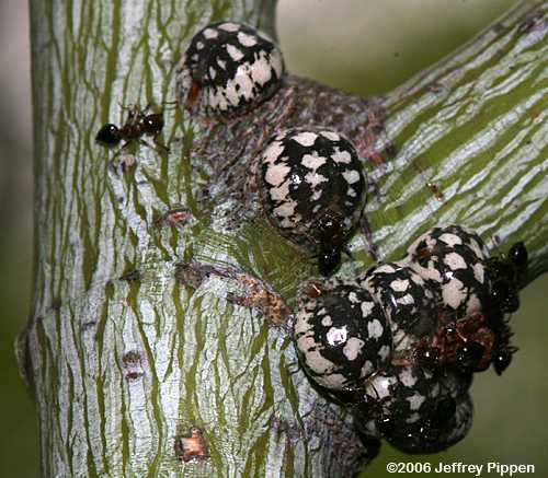 Striped Maple (Acer pensylvanicum)