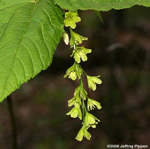 Striped Maple (Acer pensylvanicum)