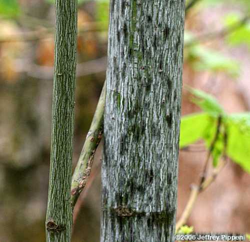 Striped Maple (Acer pensylvanicum