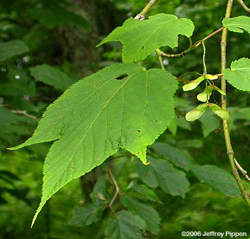Striped Maple (Acer pensylvanicum)