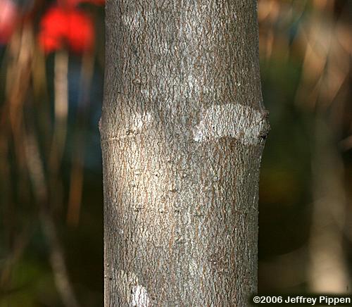 Red Maple (Acer rubrum)