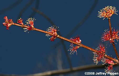 Red Maple (Acer rubrum)