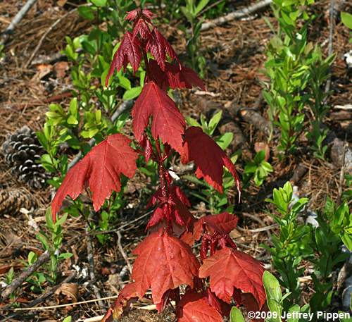 Red Maple (Acer rubrum)