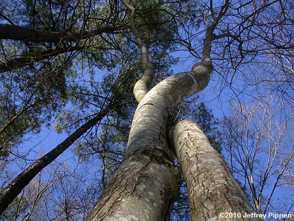 Red Maple (Acer rubrum)