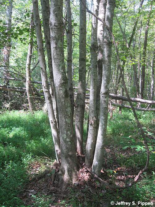 Red Maple (Acer rubrum)