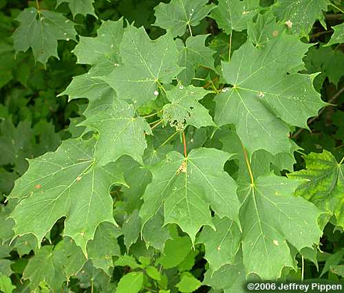 Sugar Maple (Acer saccharum)