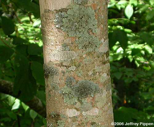 Sugar Maple (Acer saccharum)