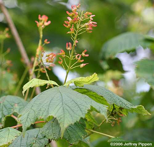 Mountain Maple (Acer spicatum)