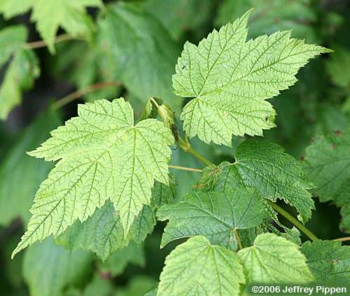 Mountain Maple (Acer spicatum)