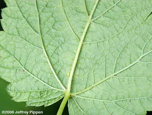 Mountain Maple (Acer spicatum)
