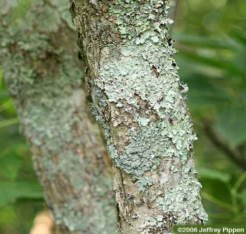 Mountain Maple (Acer spicatum)