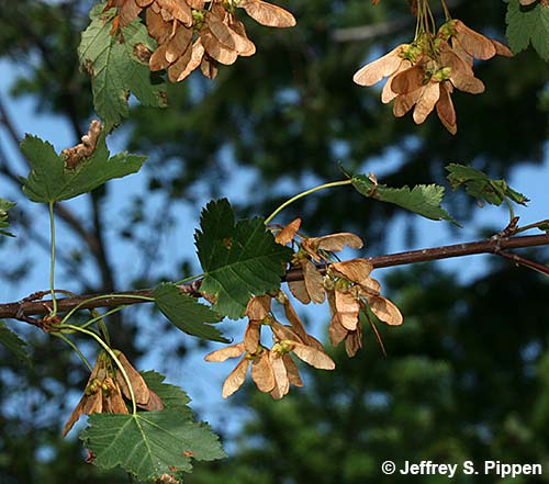 Rocky Mountain Maple (Acer glabrum)