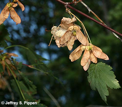 Rocky Mountain Maple (Acer glabrum)
