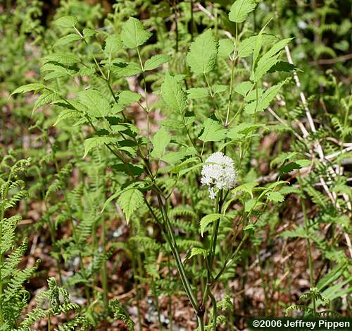 Doll's Eyes, White Cohosh, White Baneberry (Actaea pachypoda)