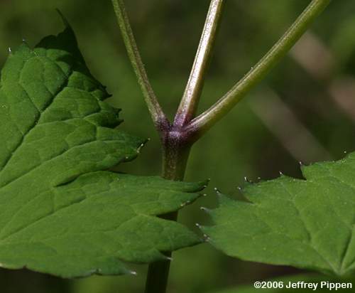 Doll's Eyes, White Cohosh, White Baneberry (Actaea pachypoda)
