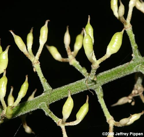 Doll's Eyes, White Cohosh, White Baneberry (Actaea pachypoda)