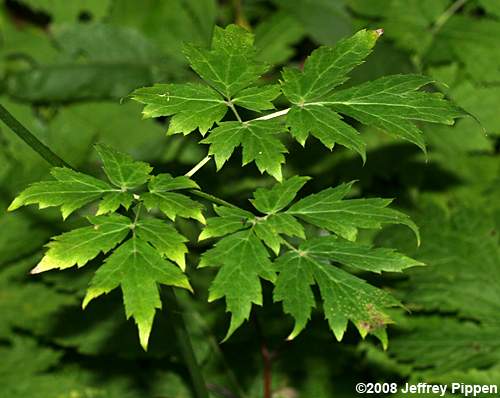 Doll's Eyes, White Cohosh, White Baneberry (Actaea pachypoda)