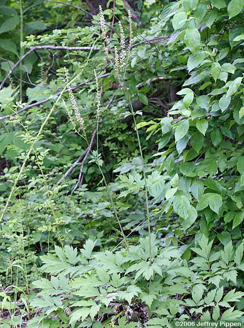 Black Cohosh (Actaea racemosa)