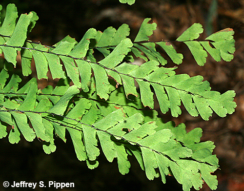 Northern Maidenhair Fern (Adiantum pedatum)