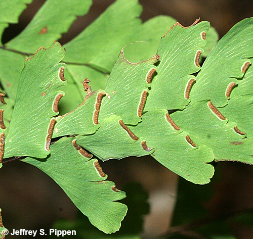 Northern Maidenhair Fern (Adiantum pedatum)