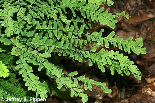 Northern Maidenhair Fern (Adiantum pedatum)