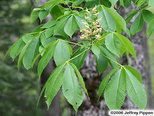 Yellow Buckeye (Aesculus flava)