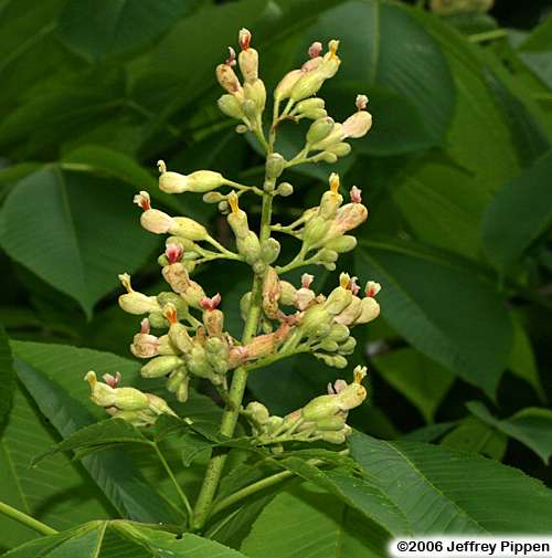 Yellow Buckeye (Aesculus flava)