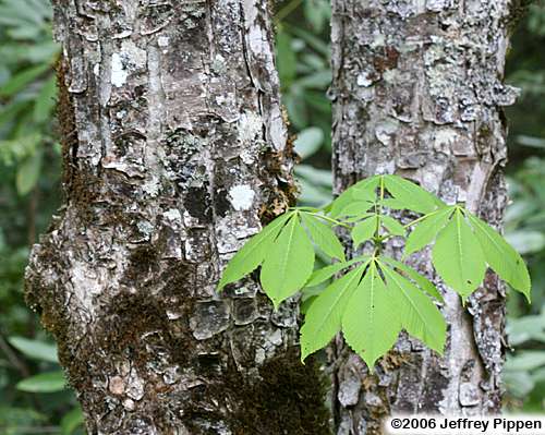 Yellow Buckeye (Aesculus flava)