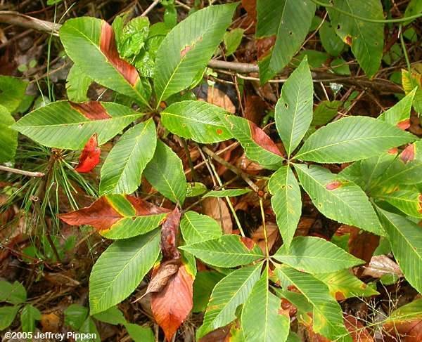 Red Buckeye (Aesculus pavia)