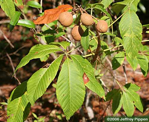 Red Buckeye (Aesculus pavia)