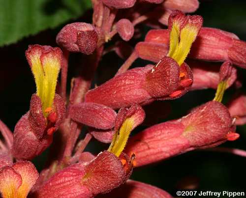 Red Buckeye (Aesculus pavia)