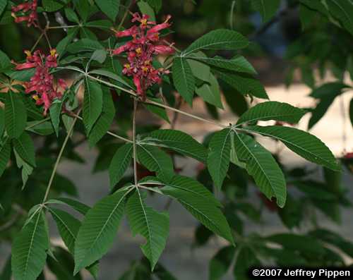 Red Buckeye (Aesculus pavia)