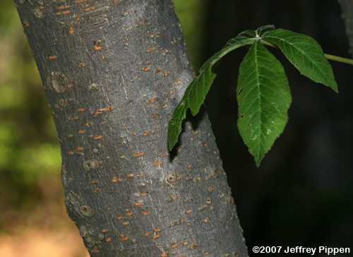 Red Buckeye (Aesculus pavia)