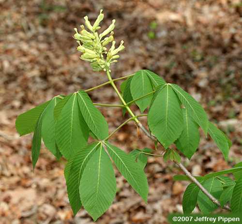 Painted Buckeye (Aesculus sylvatica)