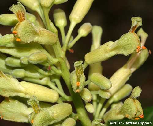 Painted Buckeye (Aesculus sylvatica)