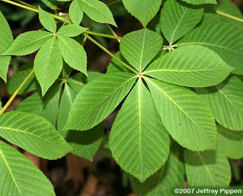 Painted Buckeye (Aesculus sylvatica)