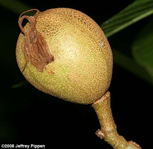 Painted Buckeye (Aesculus sylvatica)