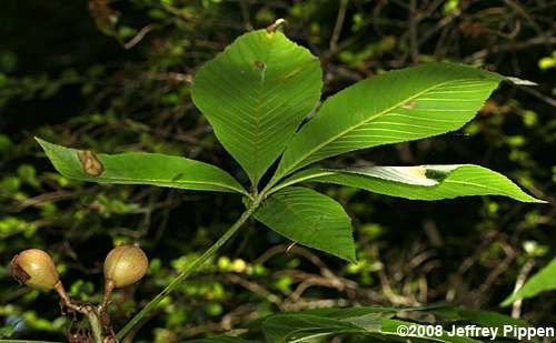 Painted Buckeye (Aesculus sylvatica)