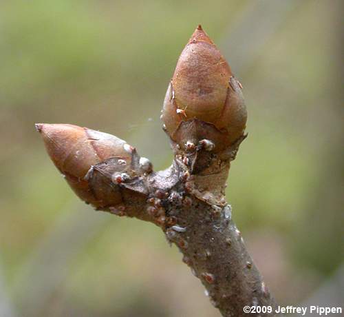 Painted Buckeye (Aesculus sylvatica)