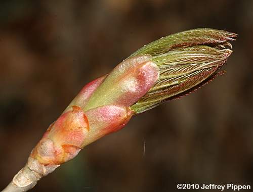 Painted Buckeye (Aesculus sylvatica)