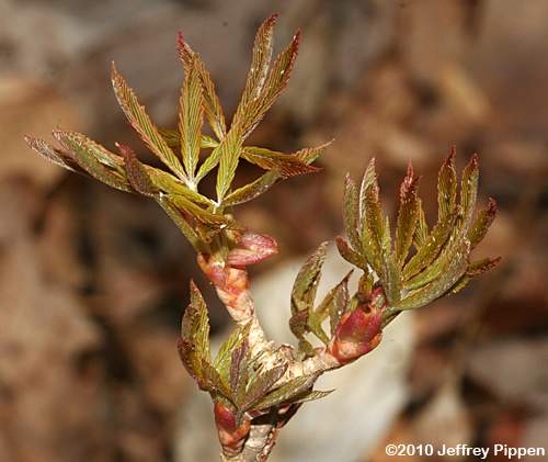 Painted Buckeye (Aesculus sylvatica)