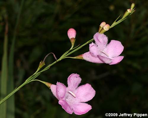 Flaxleaf False Foxglove (Agalinis linifolia)