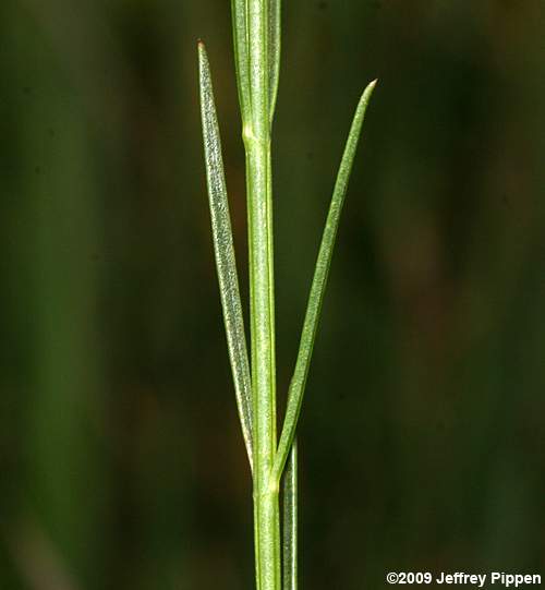 Flaxleaf False Foxglove (Agalinis linifolia)