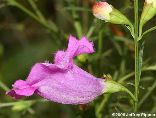 Agalinis purpurea (Purple False Foxglove)