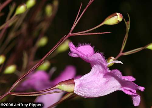 Threadleaf False Foxglove (Agalinis setacea)